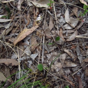 Caladenia fuscata at Cook, ACT - suppressed