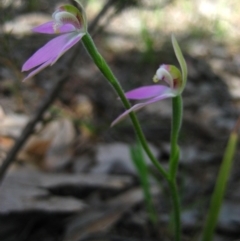 Caladenia carnea (Pink Fingers) at Belconnen, ACT - 6 Oct 2010 by CathB