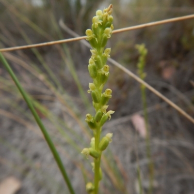 Microtis parviflora (Slender Onion Orchid) at Belconnen, ACT - 14 Dec 2015 by CathB