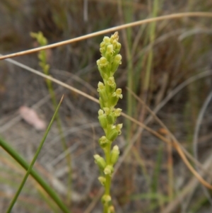 Microtis parviflora at Belconnen, ACT - 15 Dec 2015