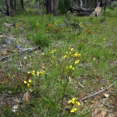Diuris sulphurea (Tiger Orchid) at Belconnen, ACT - 24 Oct 2014 by CathB