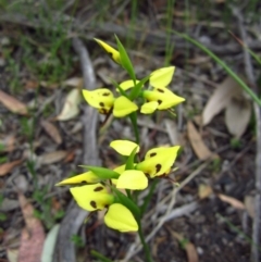 Diuris sulphurea at Belconnen, ACT - 24 Oct 2014