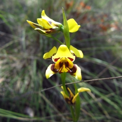 Diuris sulphurea (Tiger Orchid) at Cook, ACT - 30 Oct 2014 by CathB