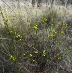 Diuris sulphurea (Tiger Orchid) at Cook, ACT - 28 Oct 2013 by CathB