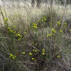 Diuris sulphurea (Tiger Orchid) at Cook, ACT - 28 Oct 2013 by CathB