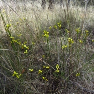 Diuris sulphurea at Cook, ACT - suppressed