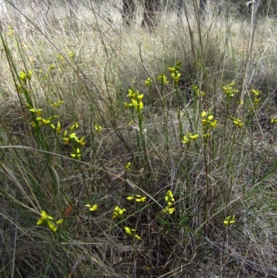 Diuris sulphurea (Tiger Orchid) at Mount Painter - 28 Oct 2013 by CathB