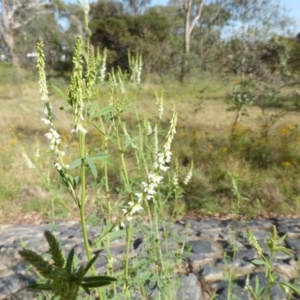 Melilotus albus at O'Malley, ACT - 3 Dec 2015