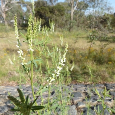 Melilotus albus (Bokhara) at Mount Mugga Mugga - 2 Dec 2015 by Mike