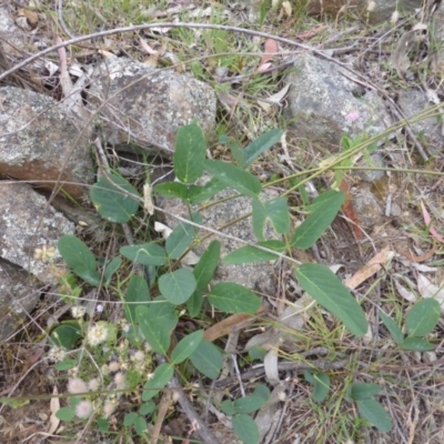 Oxytes brachypoda (Large Tick-trefoil) at Isaacs Ridge - 8 Dec 2015 by Mike