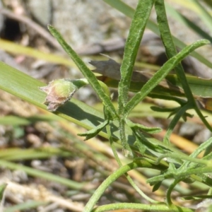 Convolvulus angustissimus subsp. angustissimus at Symonston, ACT - 13 Dec 2015 10:23 AM