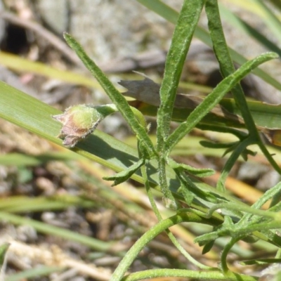 Convolvulus angustissimus subsp. angustissimus (Australian Bindweed) at Isaacs Ridge - 12 Dec 2015 by Mike