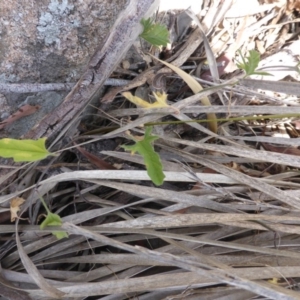 Convolvulus angustissimus subsp. angustissimus at Symonston, ACT - 13 Dec 2015 10:23 AM