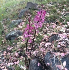 Dipodium roseum (Rosy Hyacinth Orchid) at Pearce, ACT - 16 Dec 2015 by George