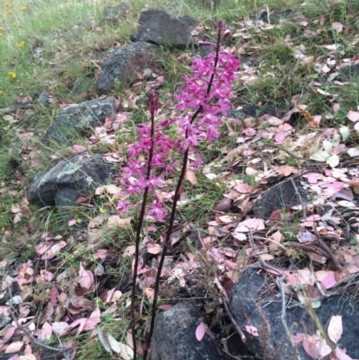 Dipodium roseum (Rosy Hyacinth Orchid) at Pearce, ACT - 17 Dec 2015 by George