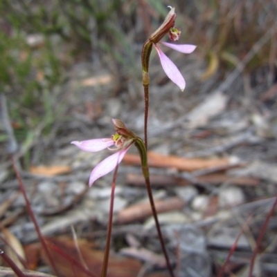 Eriochilus cucullatus (Parson's Bands) at Cook, ACT - 14 Apr 2015 by CathB