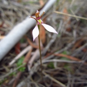 Eriochilus cucullatus at Cook, ACT - suppressed