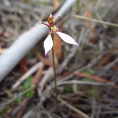 Eriochilus cucullatus (Parson's Bands) at Cook, ACT - 14 Apr 2015 by CathB