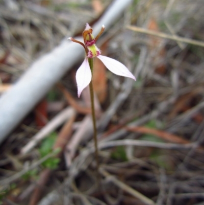 Eriochilus cucullatus (Parson's Bands) at Mount Painter - 14 Apr 2015 by CathB