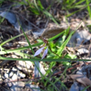 Eriochilus cucullatus at Belconnen, ACT - 16 Apr 2014