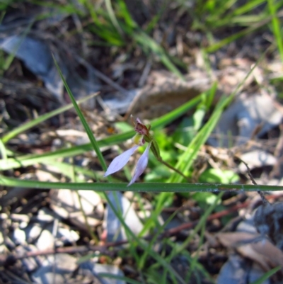 Eriochilus cucullatus (Parson's Bands) at Belconnen, ACT - 16 Apr 2014 by CathB