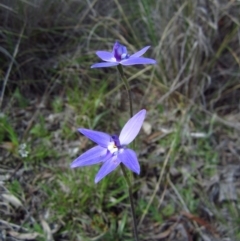 Glossodia major (Wax Lip Orchid) at Cook, ACT - 27 Sep 2014 by CathB
