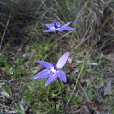Glossodia major (Wax Lip Orchid) at Mount Painter - 27 Sep 2014 by CathB