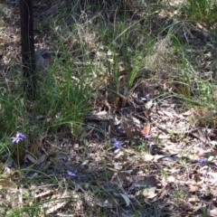 Glossodia major (Wax Lip Orchid) at Cook, ACT - 4 Oct 2014 by CathB
