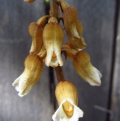 Gastrodia sesamoides (Cinnamon Bells) at Cook, ACT - 11 Nov 2014 by CathB