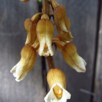 Gastrodia sesamoides (Cinnamon Bells) at Cook, ACT - 11 Nov 2014 by CathB