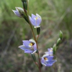 Thelymitra brevifolia (Short-leaf Sun Orchid) at Cook, ACT - 30 Oct 2012 by CathB