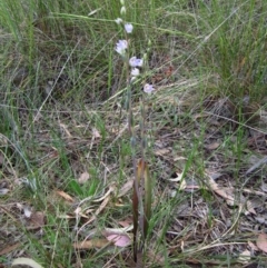 Thelymitra brevifolia at Cook, ACT - 30 Oct 2012