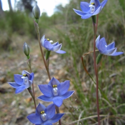 Thelymitra nuda (Scented Sun Orchid) at Cook, ACT - 30 Oct 2012 by CathB