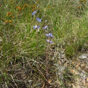 Thelymitra nuda at Cook, ACT - 30 Oct 2012