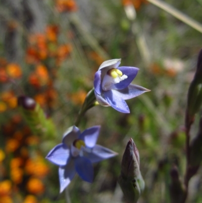 Thelymitra pauciflora (Slender Sun Orchid) at Cook, ACT - 23 Oct 2014 by CathB