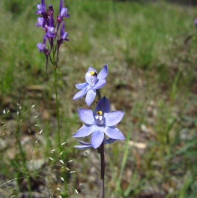Thelymitra pauciflora (Slender Sun Orchid) at Cook, ACT - 25 Oct 2014 by CathB