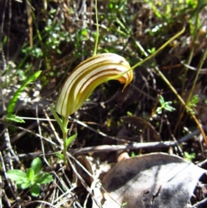 Diplodium truncatum at Belconnen, ACT - 15 Apr 2014