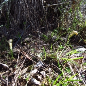 Diplodium truncatum at Belconnen, ACT - 15 Apr 2014