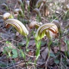 Diplodium truncatum (Little Dumpies, Brittle Greenhood) at Cook, ACT - 22 Apr 2014 by CathB