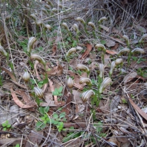 Diplodium truncatum at Cook, ACT - 22 Apr 2014