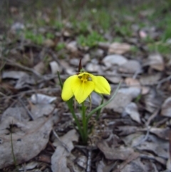 Diuris chryseopsis (Golden Moth) at Belconnen, ACT - 15 Sep 2014 by CathB