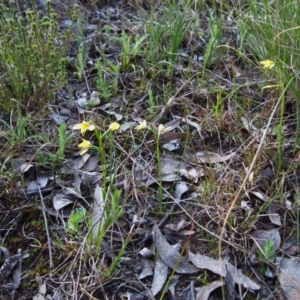 Diuris chryseopsis at Belconnen, ACT - 17 Sep 2015