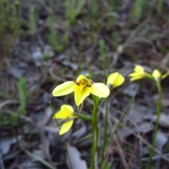Diuris chryseopsis at Belconnen, ACT - 17 Sep 2015