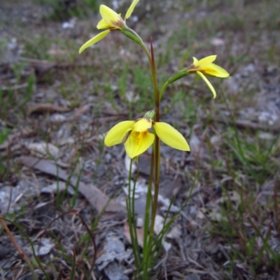 Diuris chryseopsis (Golden Moth) at Belconnen, ACT - 15 Sep 2014 by CathB