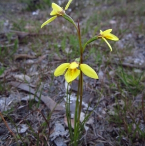 Diuris chryseopsis at Belconnen, ACT - 15 Sep 2014