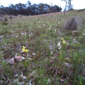 Diuris chryseopsis at Belconnen, ACT - suppressed