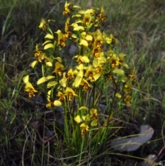 Diuris nigromontana (Black Mountain Leopard Orchid) at Cook, ACT - 10 Oct 2015 by CathB