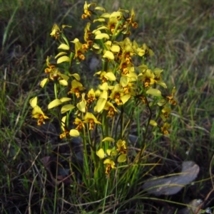 Diuris nigromontana at Cook, ACT - 10 Oct 2015