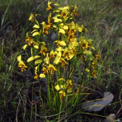 Diuris nigromontana (Black Mountain Leopard Orchid) at Cook, ACT - 10 Oct 2015 by CathB