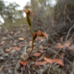 Caleana minor (Small Duck Orchid) at Belconnen, ACT - 14 Dec 2015 by CathB